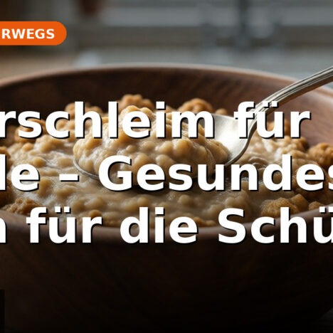 Feuerwerksverbot Niederlande 2026: 6 wichtige Regeln