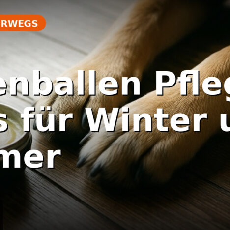 Granne in der Nase: Erste Hilfe für Hundebesitzer