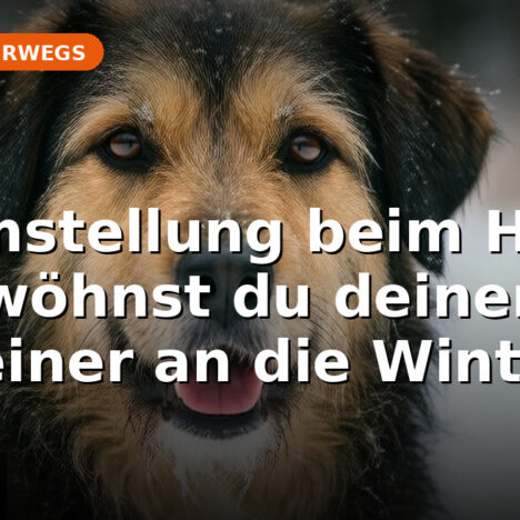 Granne in der Nase: Erste Hilfe für Hundebesitzer