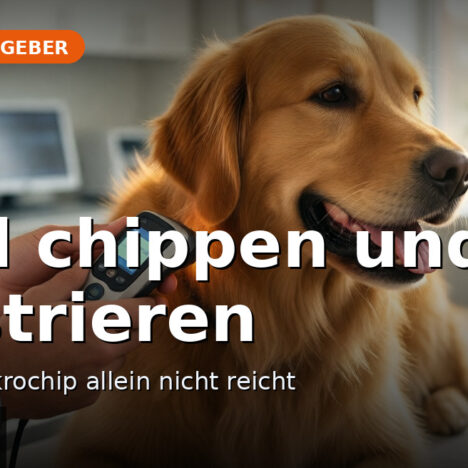 Hundefreundliche Ausflüge in Hoek van Holland
