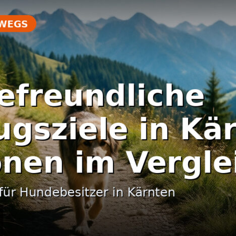 Hundefreundliche Ausflüge in Hoek van Holland
