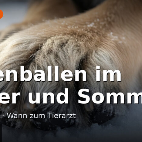 Impulskontrolle im Alltag: 9 Mikromomente, die deinen Hund ruhiger machen
